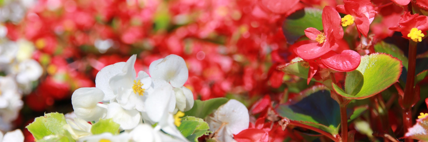 A banner of white and red flowers